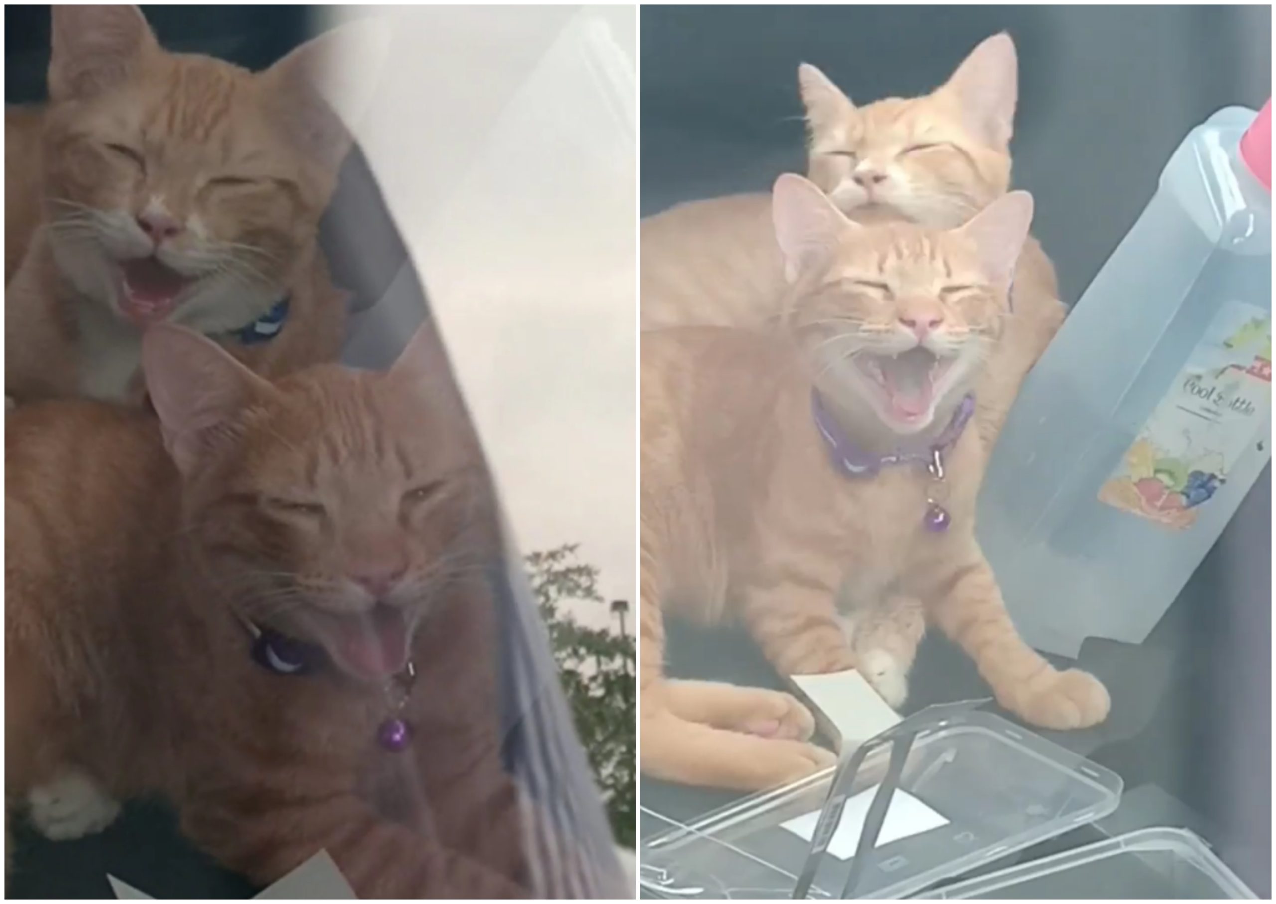 [VIDEO] Tinggal Kucing Dalam Kereta Masa Shopping Raya, Netizen Kecam Pemilik Selfish!