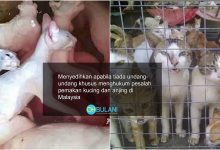 Mengaku Selamatkan Kucing Tapi Jual Kepada Warga Asing, Ini Pendedahan Mengejutkan Persatuan Haiwan Malaysia