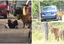 [FOTO & VIDEO] Ini Yang Sebenarnya Berlaku Semalam Bila Dua Harimau ‘Sesat’ Masuk Kampung