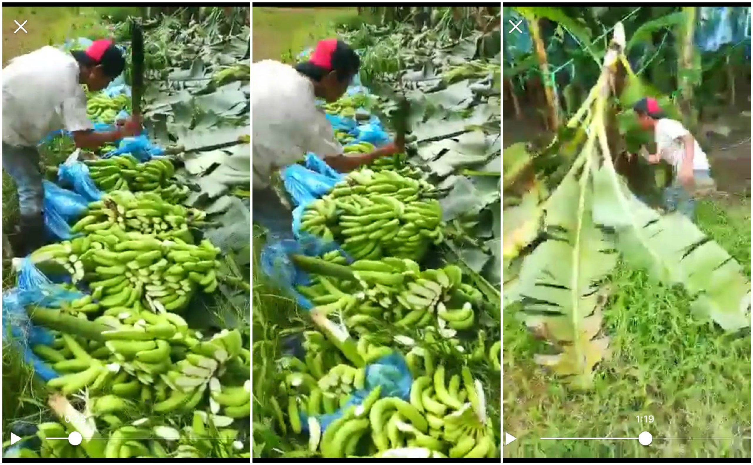 [VIDEO] Protes Pisang Tak Laku, Petani Nekad Musnahkan Semua Pisang Di Kebun