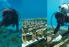Hidupan Marin Diancam Kepupusan, Inisiatif Pulihara Karang Laut Terima Pujian Netizen