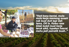 Dapat RM2k Seminggu Hasil Petik Buah, Lelaki Ini Bagi Nasihat Kepada Anda Yang Mahu Pekerjaan Itu