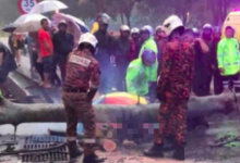 Wanita Maut Dihempap Pokok Tumbang Di Universiti Malaya