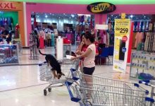 Rata-Rata Kaum Cina Sendiri Setuju Anjing Tak Sepatutnya Dibawa Masuk Dalam Tesco