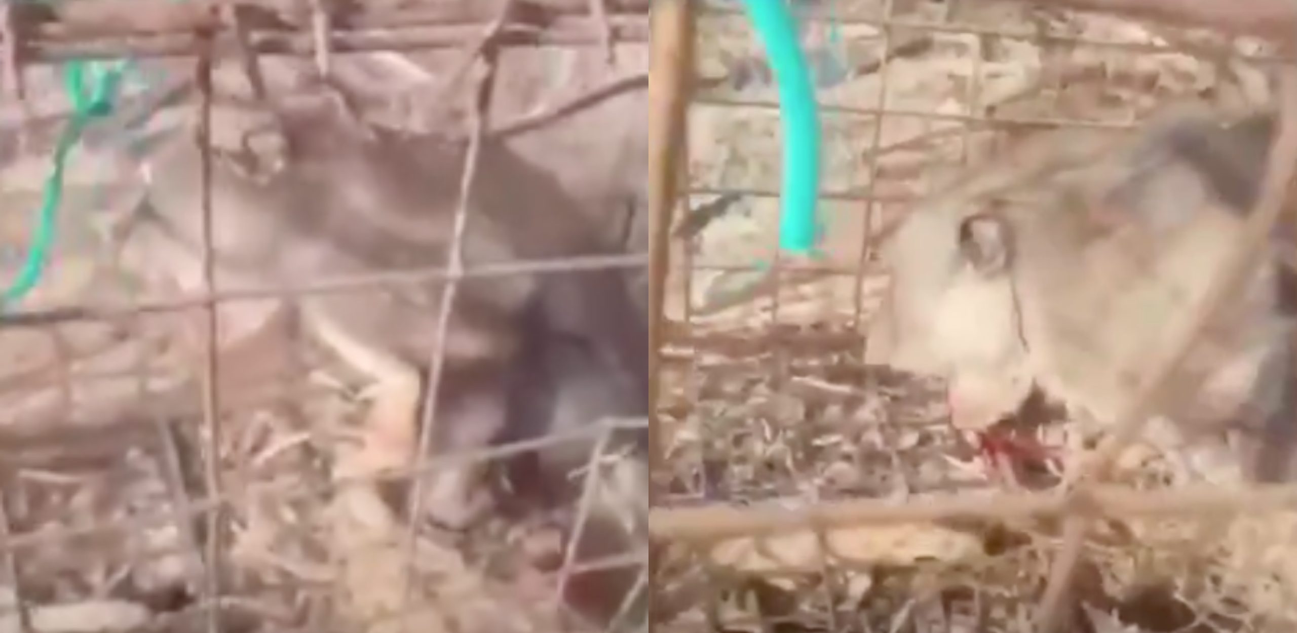 [VIDEO] Kejam! Lelaki Tembak Monyet Gara-Gara ‘Baby Sayang’