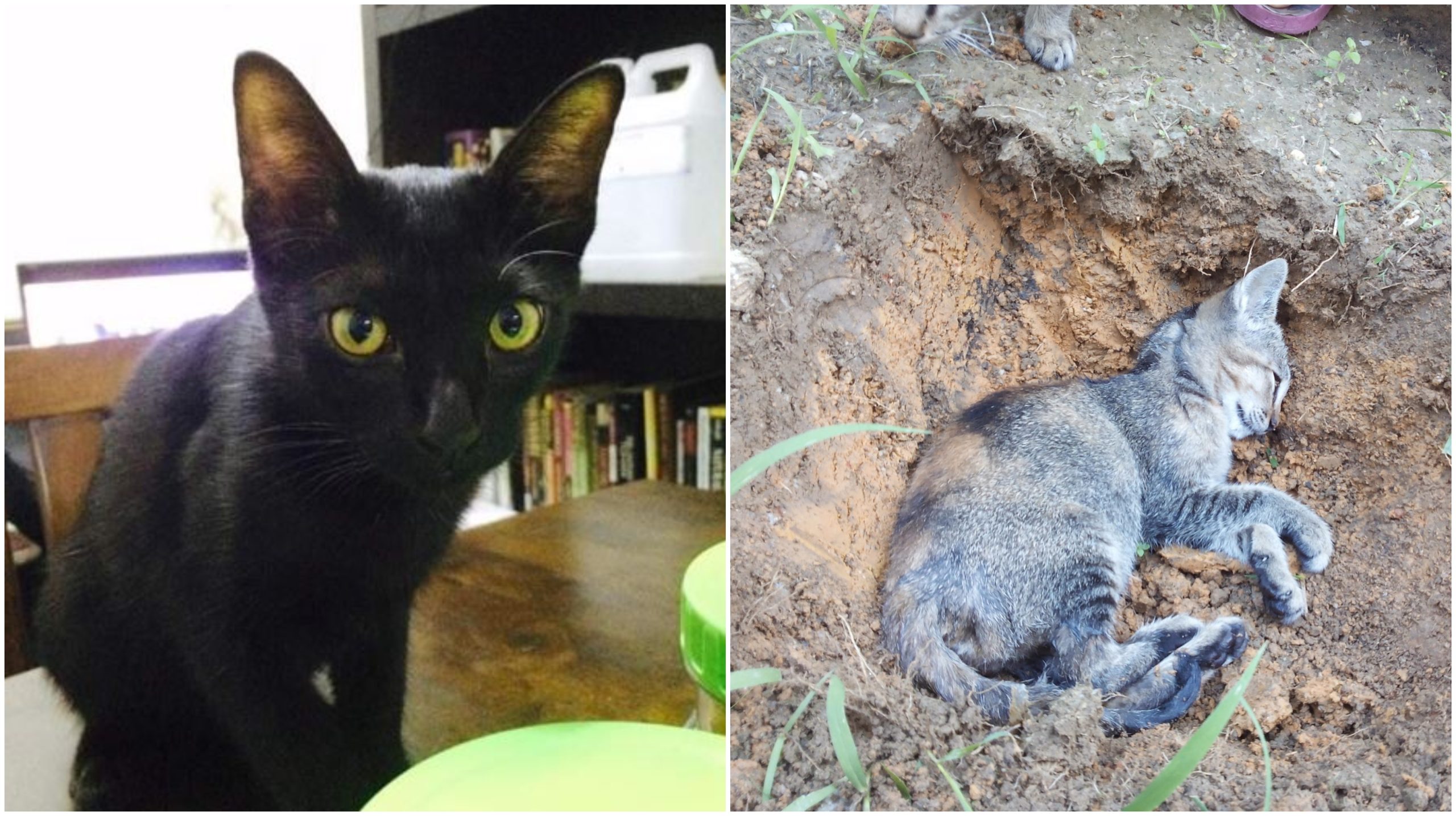 Kenapa Kalau Nak Mati, Kucing Akan ‘Hilang’ Selama Beberapa Hari? Ini Jawapannya