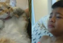 ‘Kenapa Awak Panjat Balkoni Tu Sayang’ – Sebak, Satu Family Menangis Bila Kucing Kesayangan Mati
