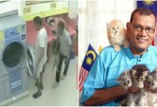 ‘Mereka Punya Masalah Mental’ – Presiden Kelab Kucing Malaysia Gesa Pihak Berkuasa Kenakan Hukuman