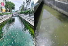 ‘1 Malaysia Kena Tipu’ – Viral Sungai Jernih Siap Ada Ikan Koi Di Penang, Netizen Kantoikan Hal Sebenar