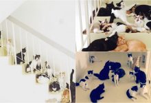 Wanita Ini Tinggal Sebumbung Dengan 48 Ekor Kucing, Comelnya Semua!