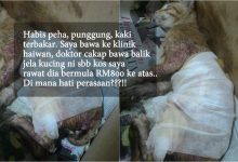 Bawa Balik Jela – Doktor Enggan Rawat Kucing Cedera Teruk Dibakar