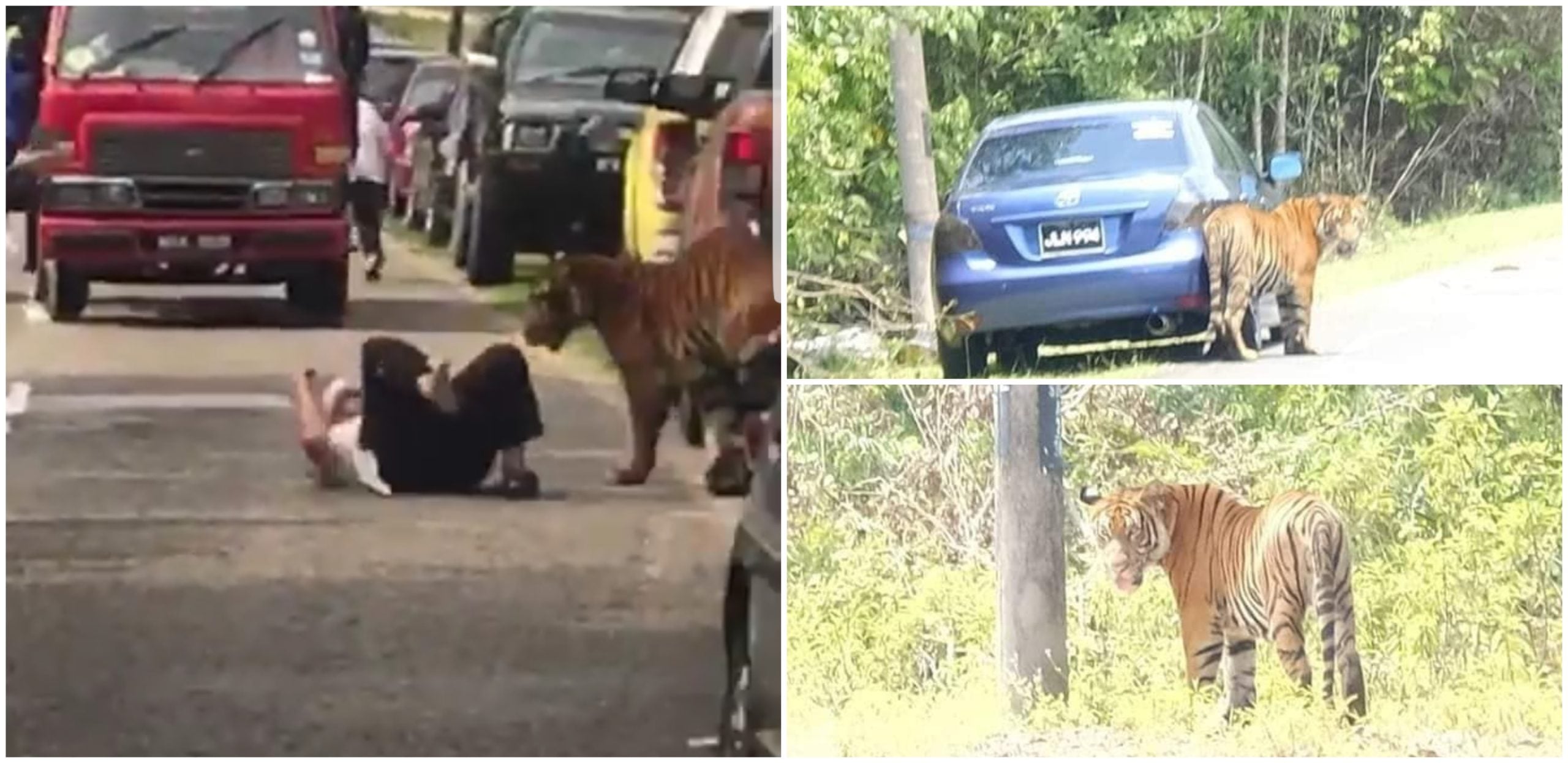 [FOTO & VIDEO] Ini Yang Sebenarnya Berlaku Semalam Bila Dua Harimau ‘Sesat’ Masuk Kampung