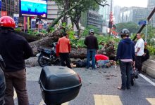 [FOTO&VIDEO] Pokok Tumbang Di KLCC, 2 Mangsa Dihempap Cedera