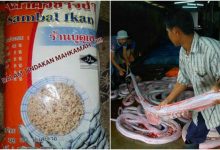 Dakwa Sambal Nasi Kerabu Thailand Dari Daging Ular Sawa, Ini Penjelasan Jakim