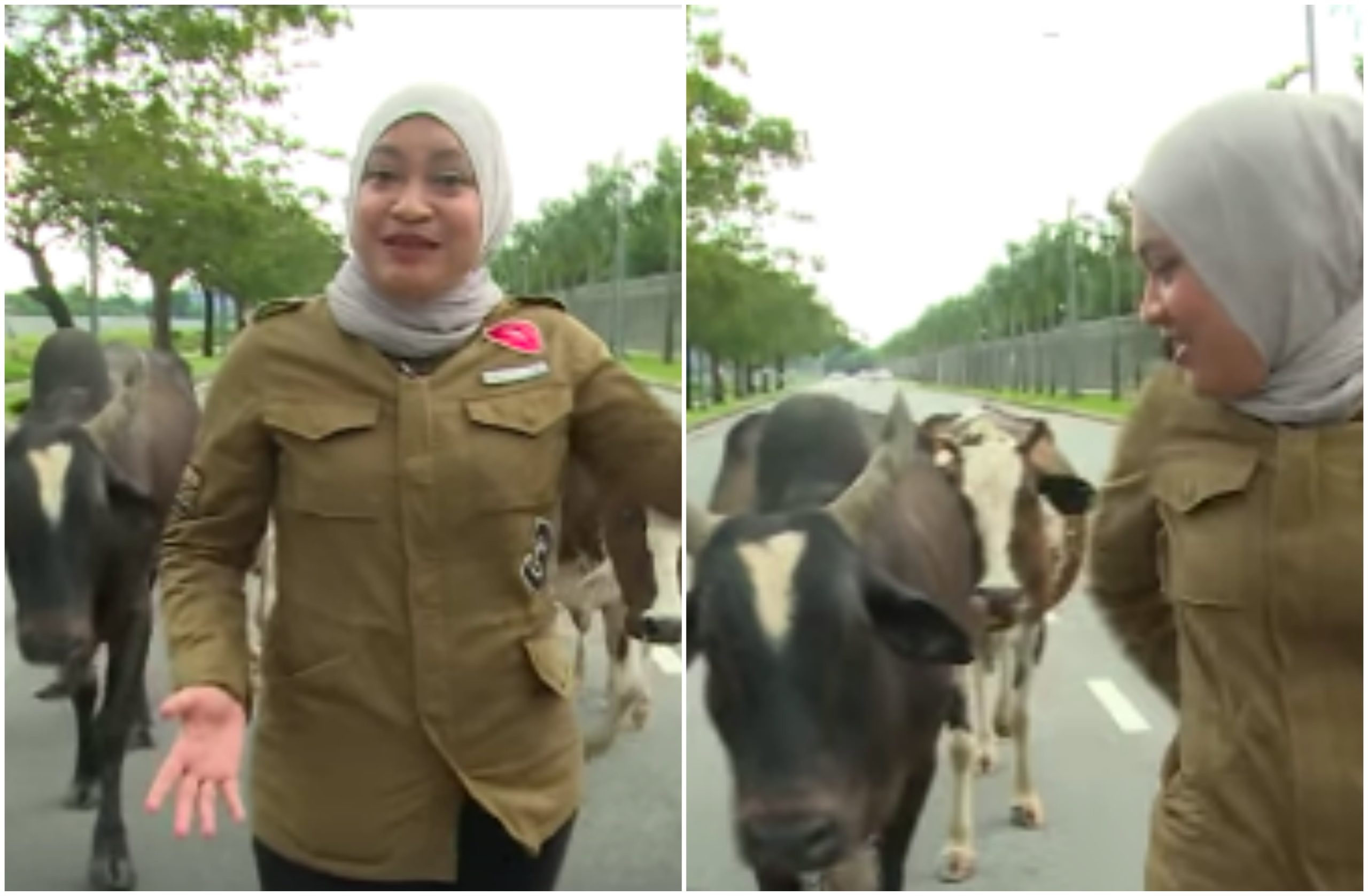 [VIDEO] ‘Aiyak, Au, Auuuu’ – Wartawan Disondol Lembu Depan Kamera Cuit Hati Netizen