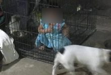 Beri Alasan Mahu Disiplinkan Anak, Ibu Mengaku Kurung Budak Usia 2 Tahun Dalam Sangkar Anjing