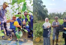 Pertanian Nadi Keterjaminan Makanan Negara: Ayuh Bantu Kerajaan Salurkan Maklumat Tepat