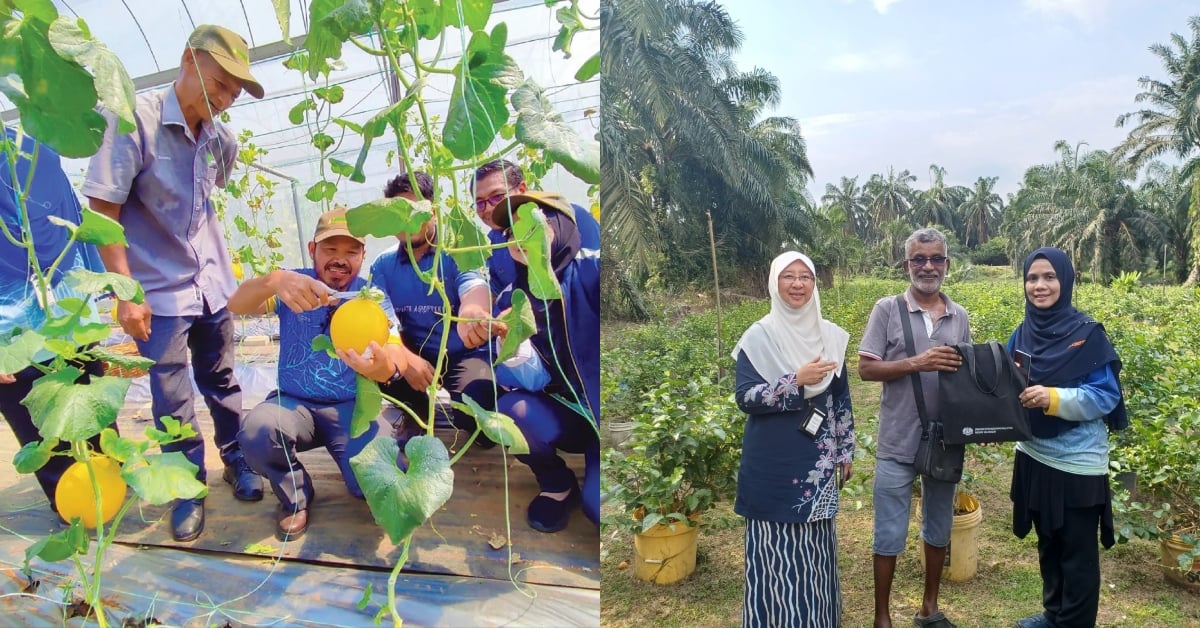 Pertanian Nadi Keterjaminan Makanan Negara: Ayuh Bantu Kerajaan Salurkan Maklumat Tepat