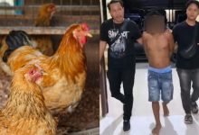 Tak Boleh Jawab Soalan Telur Atau Ayam Wujud Dahulu, Lelaki Tikam Kawan 15 Kali Sampai Mati