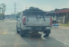 Tular Foto Kucing Tergantung & Diseret Belakang Kereta, Ini Penjelasan Owner – ‘Kucing Tu Lompat Keluar..’