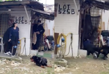 [VIDEO] Mia Nasir Diserang Anjing Jenis Rottweiler Di Set Penggambaran – ‘Syukur Tiada Kecederaan Yang Serius’