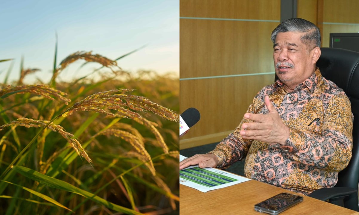 Hidupkan Tanah Sawah Terbiar & Tingkat Hasil, Ini Pelan Besar Belanjawan 2025 Untuk Bekalan Beras Lebih Stabil!