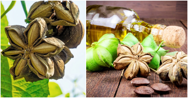 Minyak Sacha Inchi Oil Bantu Jaga Kesihatan Tubuh Badan Secara Menyeluruh!