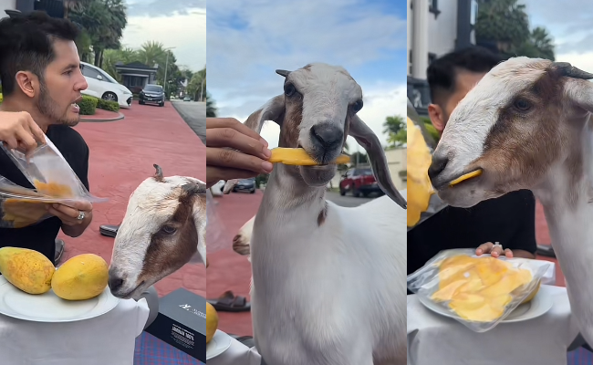 Aliff Syukri Suruh Kambing Peliharaan ‘Review’ Jeruk Mangga Bikin Netizen Terhibur – ‘Tasya Dah Tak Selamat’