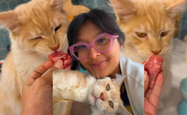 Bagi Anak Bulus Makan Daging Wagyu A5, Ramai Netizen Nak Jadi Kucing Nabila Huda – ‘Saya Pandai Meow’