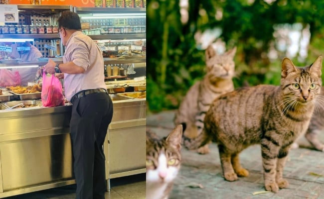 Pelanggan Restoran Beli Puluhan Ketul Ayam Goreng Untuk Kucing Jalanan Setiap Hari Raih Pujian – ‘Hebatnya Orang Pemurah’