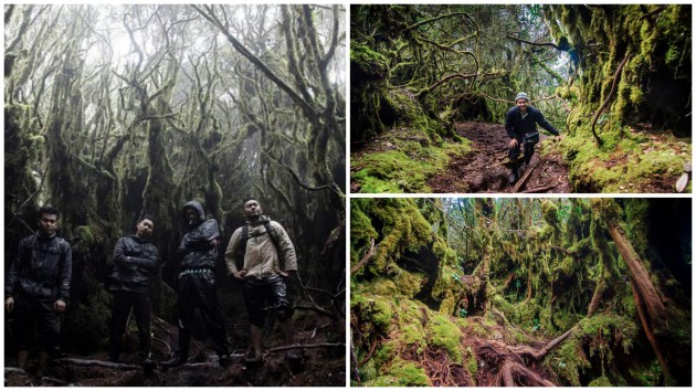 Kami Ingatkan Hutan Ini Set Penggambaran Di Hollywood 