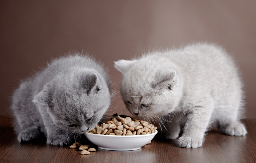 bowl with cat food and two kittens, selective focus