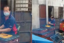 Pejabat Islam Daerah Kuantan Jawab Isu Viral Video Sembelih Ayam Belakang Kedai