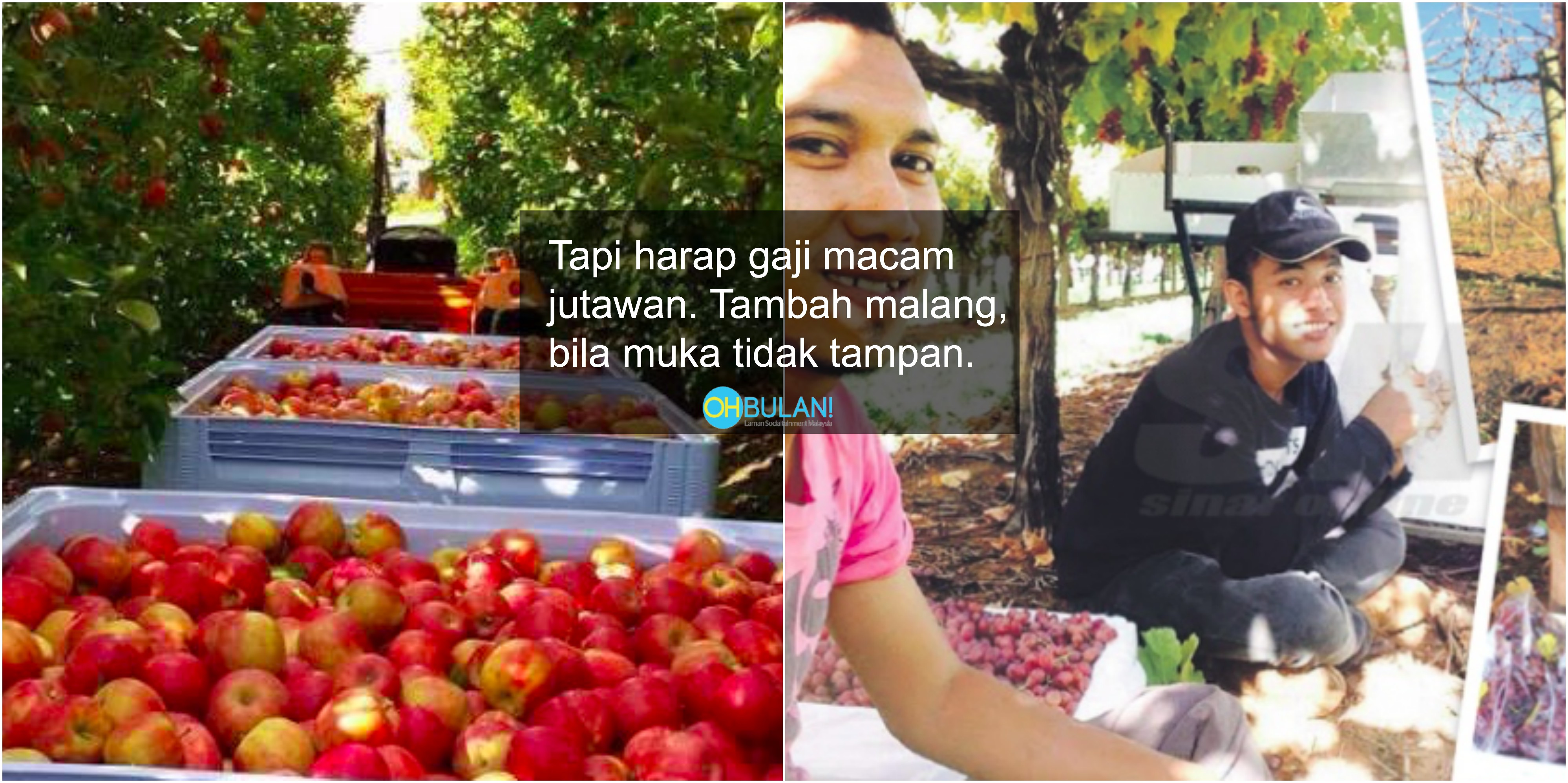 Petik Buah Boleh Jadi Jutawan? Lelaki Warga Malaysia Di Scotland 