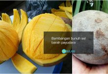 Saintis UTHM Dedah ‘Bambang’ Mampu Bunuh Sel Kanser Payudara