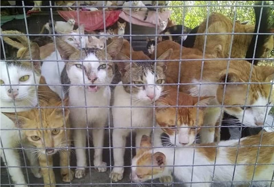 Mengaku Selamatkan Kucing Tapi Jual Kepada Warga Asing Ini Pendedahan Mengejutkan Persatuan Haiwan Malaysia