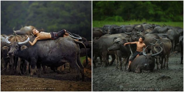 Foto Adik Bersama Kerbau Juara Asia