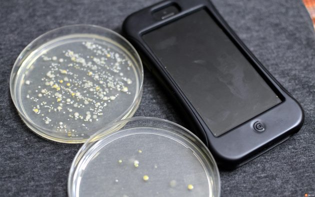 bakteria, bakteria di phone