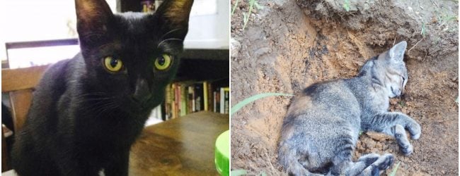 Tanda-Tanda Kucing Mati