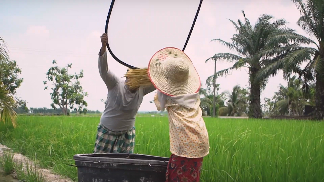 [VIDEO] Viral! Kerana Beras Perang, Gadis Kacukan Siam Ini Terlibas Seorang Crew Dengan Padi
