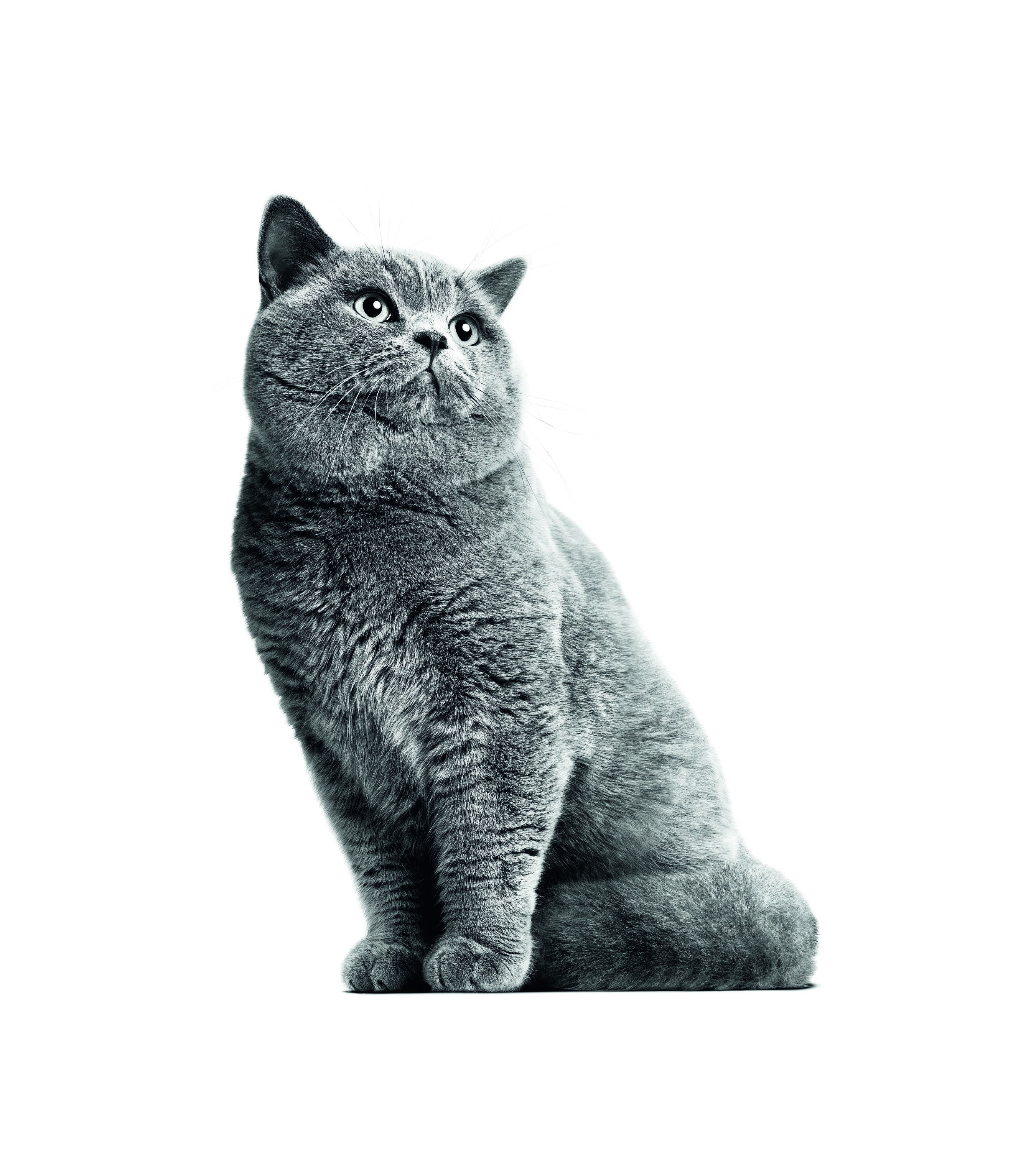 Harga Makanan Kucing British Shorthair - Makanan Kucing