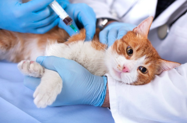 Vaksin DIY Kucing