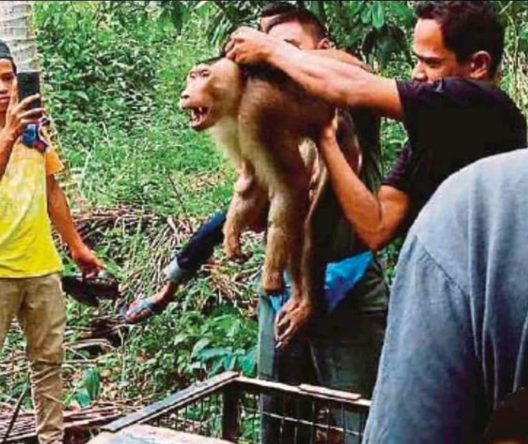 ‘Satu Penderaan Fizikal’ – Tuan Mati Dibunuh Beruk Sendiri, Baca Penjelasan Lelaki Ini