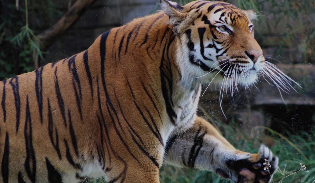  Harimau Belang  Sesat Masuk Kampung