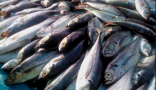 Bahaya Sirip Ikan Cencaru, Tangan Bengkak, Bernanah 