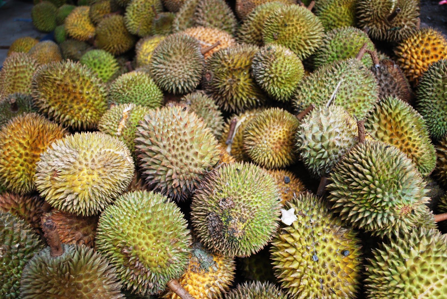 Durian Jatuh Kena Bayi